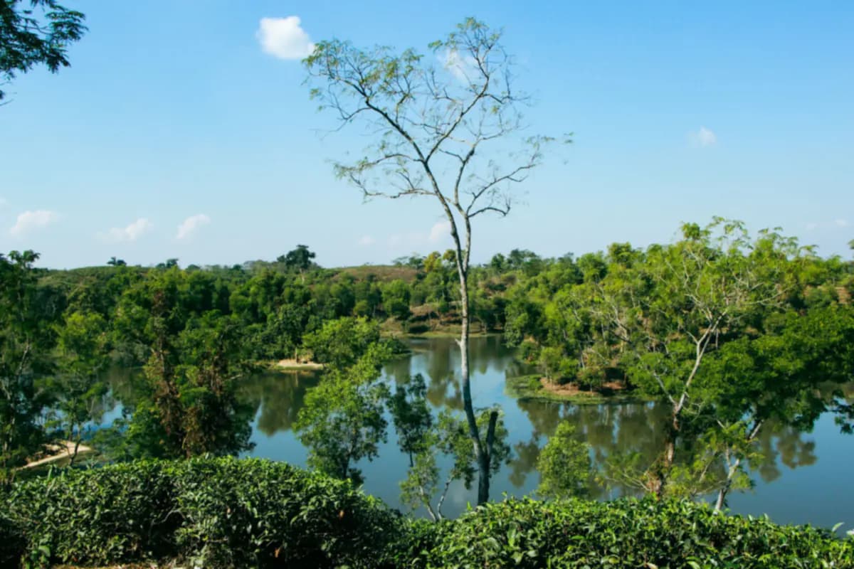 A calm lake reflecting trees, with tea bushes in the foreground and wooded hills beyond